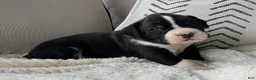 Boxer dogs for sale: Dozer - Ad 5