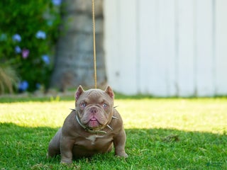 American Bully dogs - Ad 10
