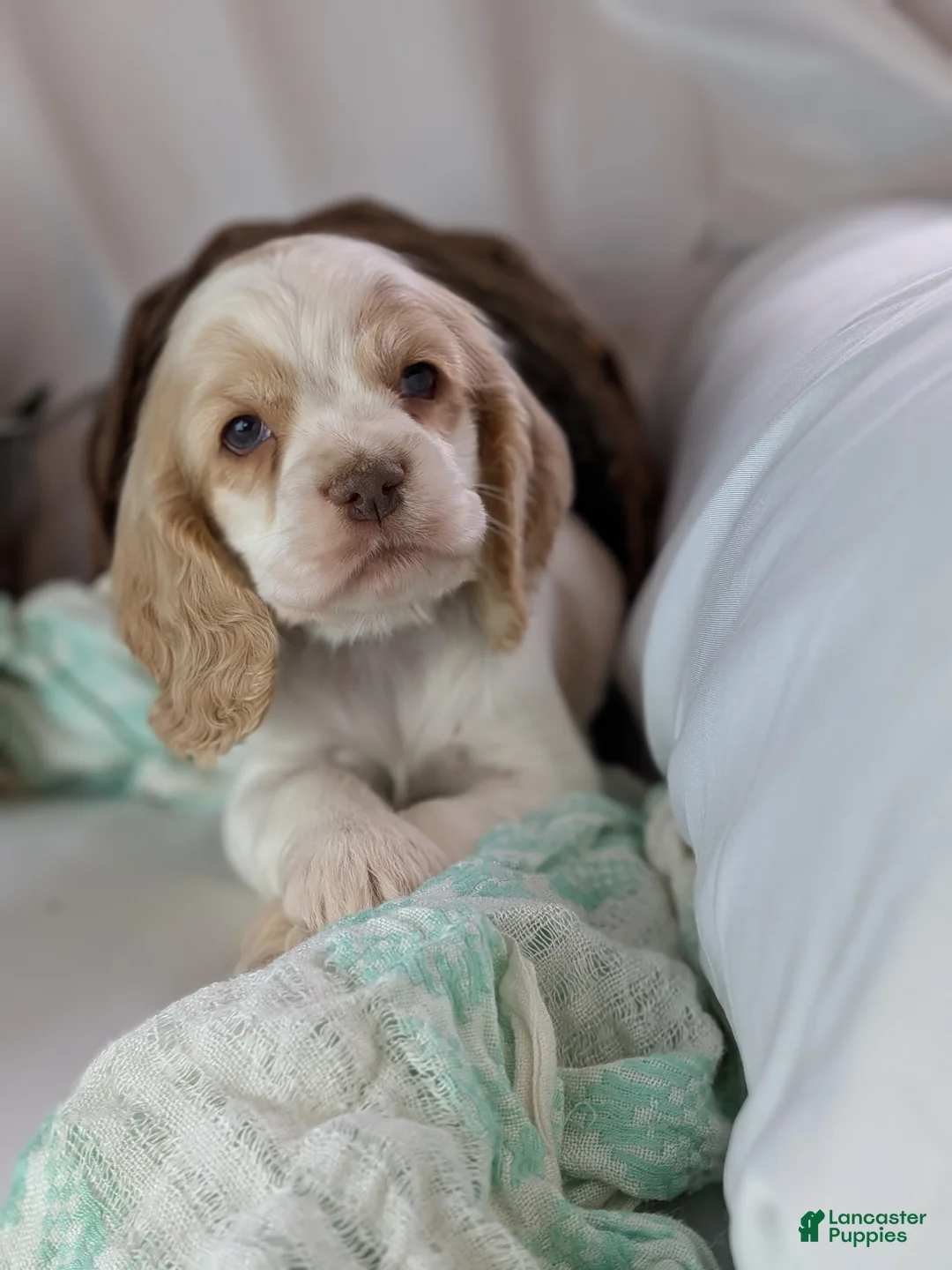 Cocker Spaniel dogs for sale: Zander  - Ad 7