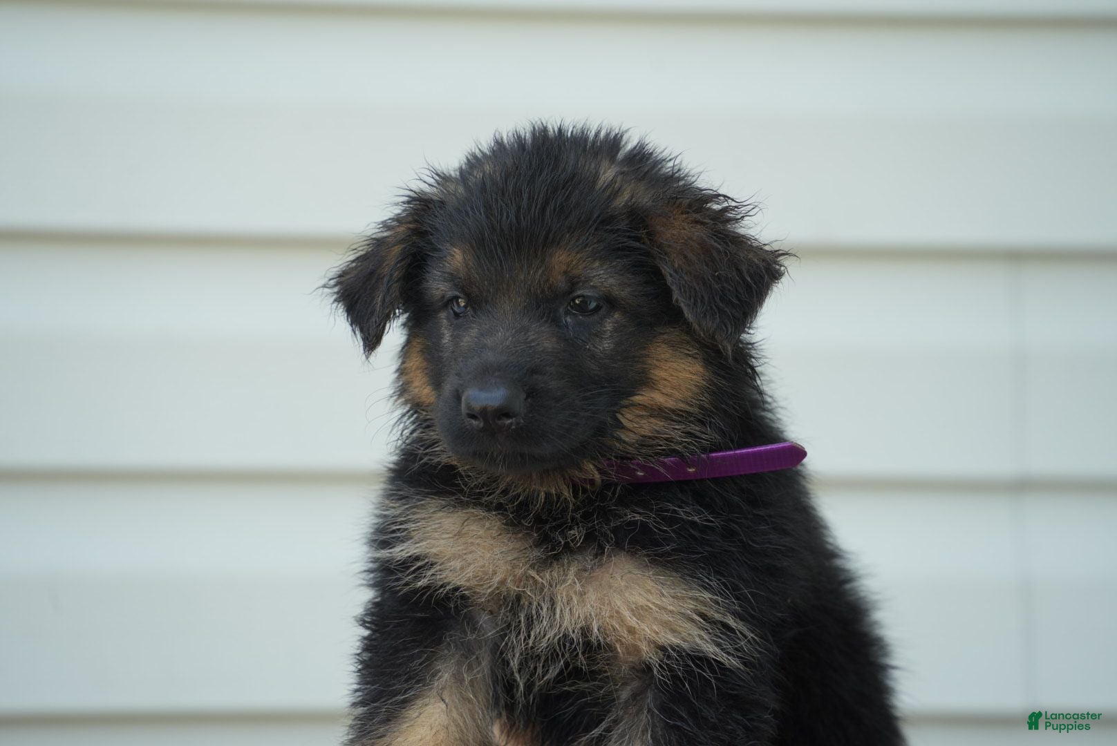 German Shepherd dogs German Shepherd 2 - Ad 17