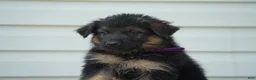 German Shepherd dogs for sale: German Shepherd 2 - Ad 1