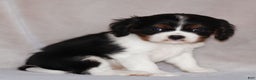 Cavalier King Charles Spaniel dogs for sale: Cassian - Ad 14