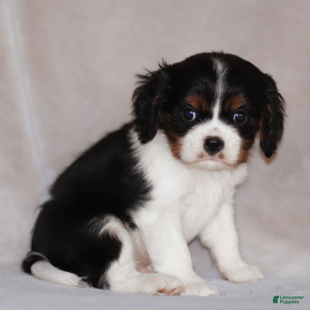 Cavalier King Charles Spaniel dogs for sale: Cassian - Ad 14