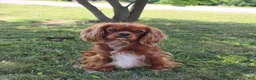 Cavalier King Charles Spaniel dogs for sale: Tinker - Ad 8
