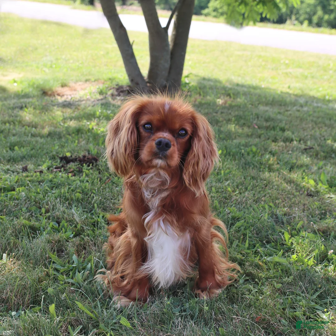 Cavalier King Charles Spaniel dogs for sale: Tinker - Ad 8