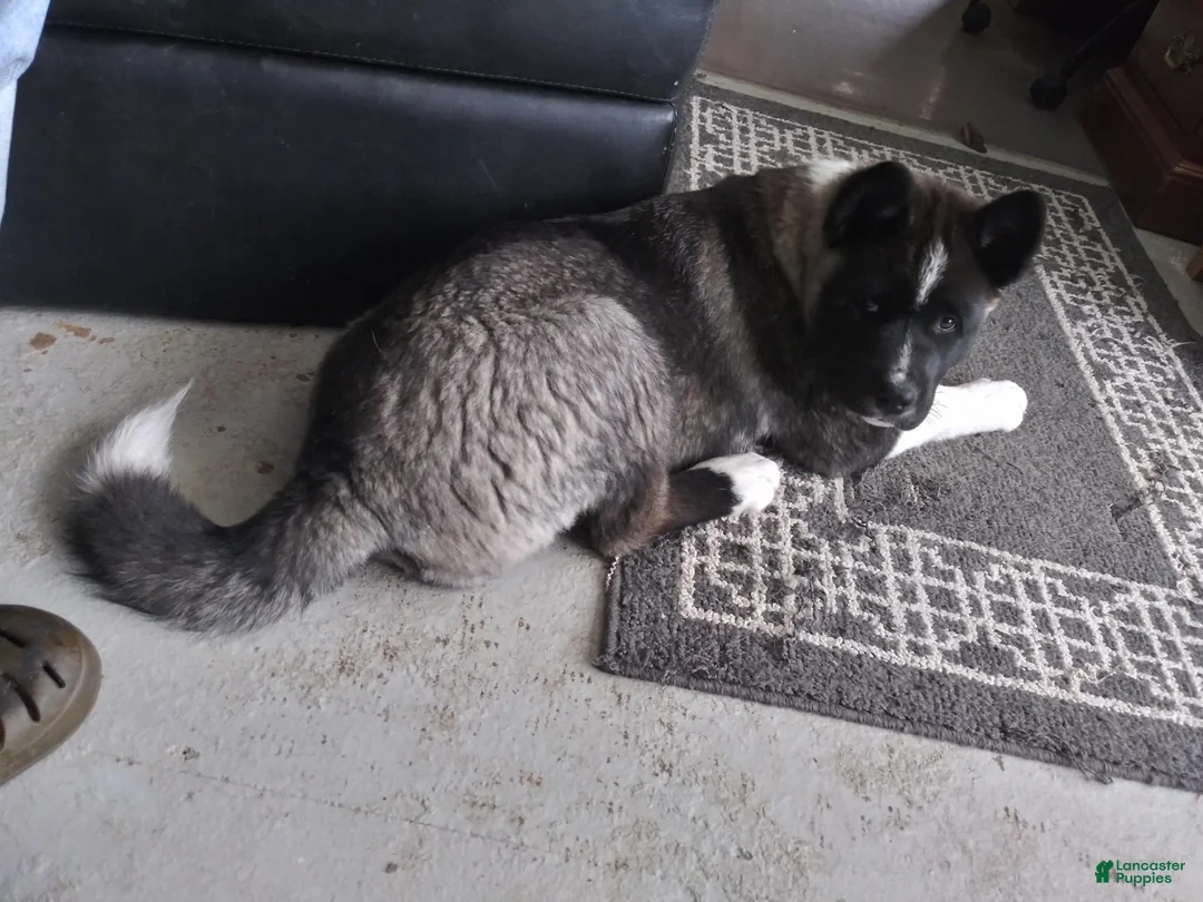 Akita dogs for sale: Akita 1 - Ad 2