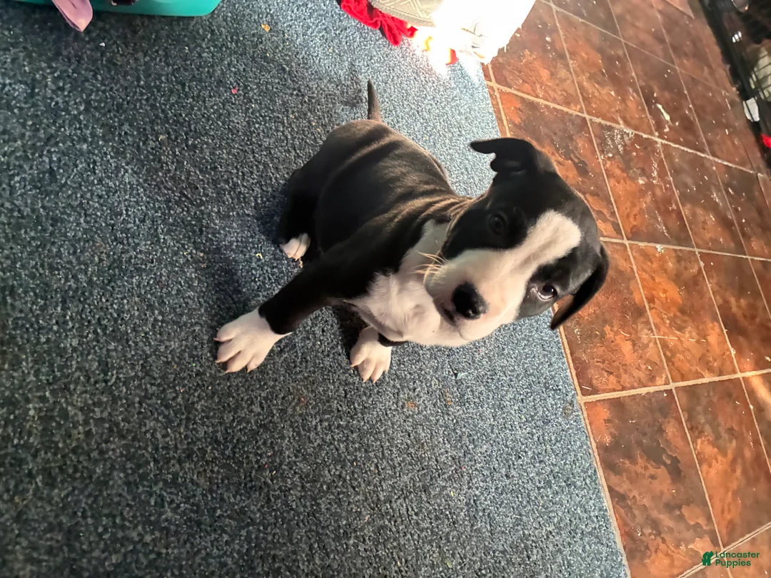 Mixed Breed dogs for sale: Boo - Ad 6