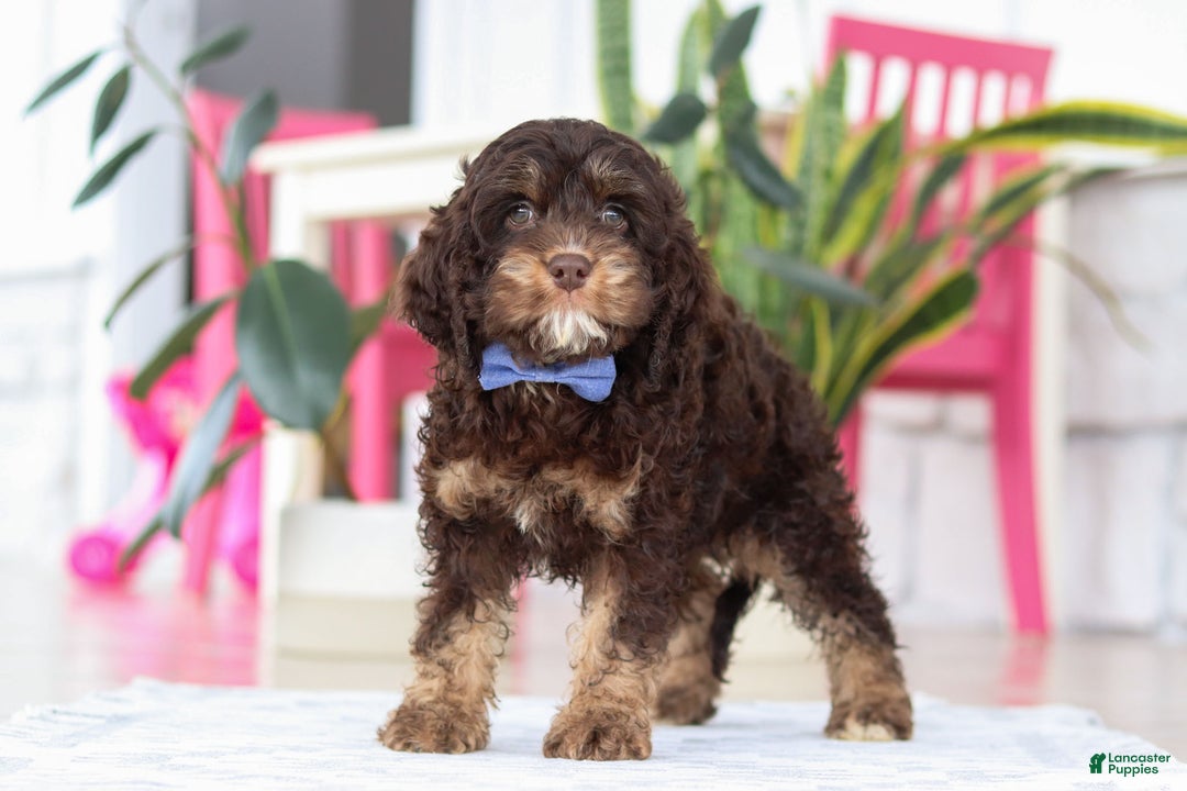 Cockapoo dogs for sale: Finn - Ad 3