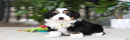 Mini Bernedoodle dogs for sale: Charlie - Ad 5