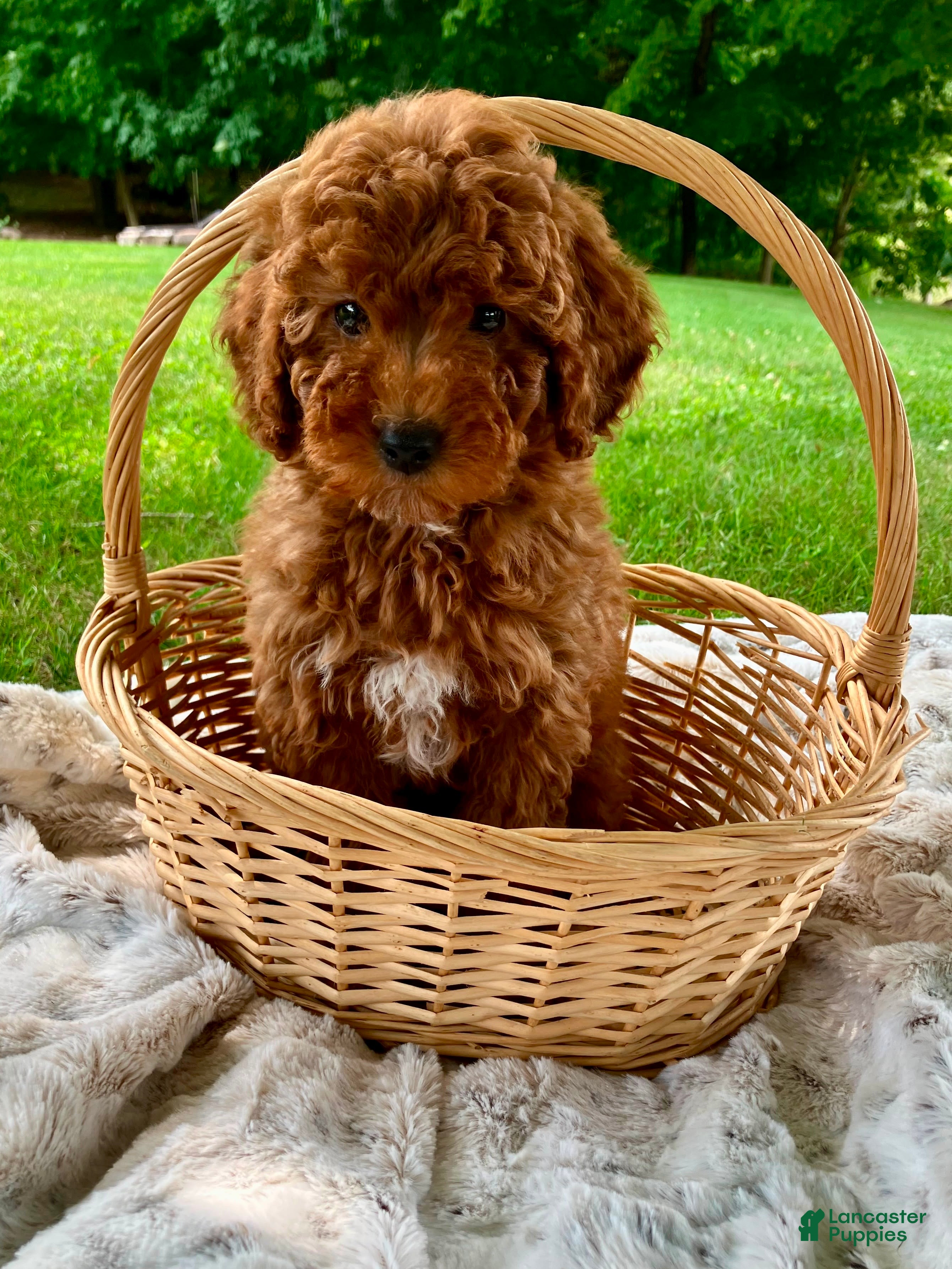 Miniature Poodle dogs Starla  - Ad 1