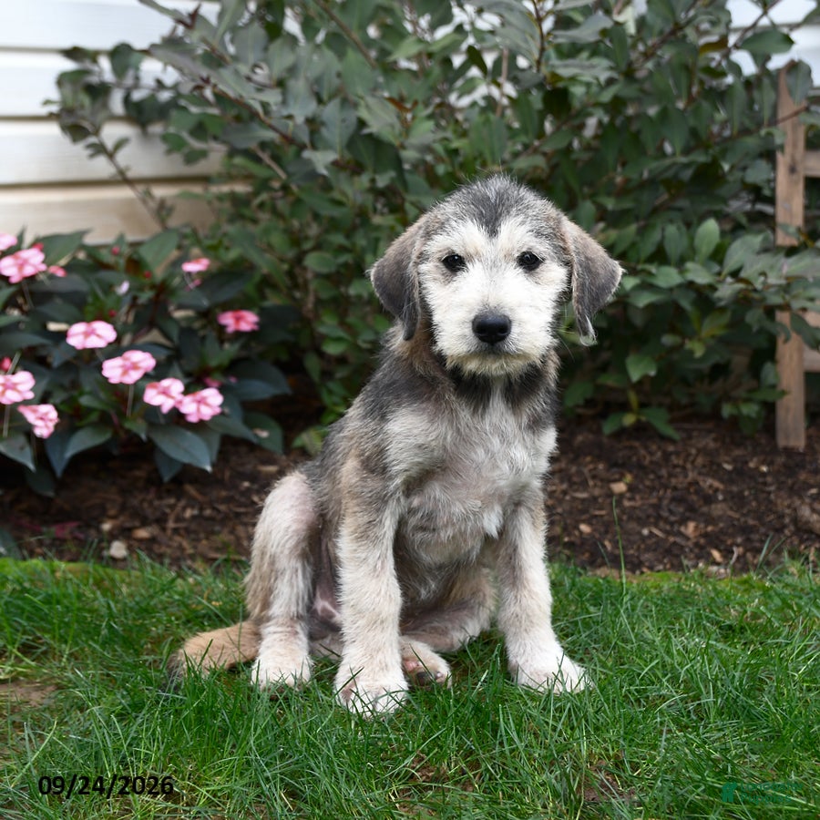 Mixed Breed dogs Rascal - Ad 1