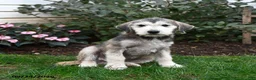 Mixed Breed dogs for sale: Rascal - Ad 1
