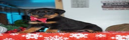 Rottweiler dogs for sale: Lola - Ad 2