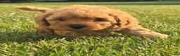 Miniature Labradoodle dogs for sale: Dolly - Ad 7