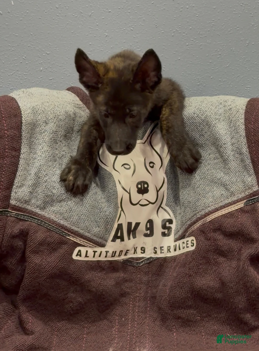 Mixed Breed dogs for sale: Boy 2 - Ad 1