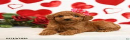 Miniature Poodle dogs for sale: Hearts - Ad 2