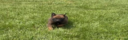 Belgian Malinois dogs for sale: Nashville - Ad 4