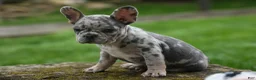 French Bulldog dogs for sale: Archie Beautiful Merle  Pup💙🐾 - Ad 13