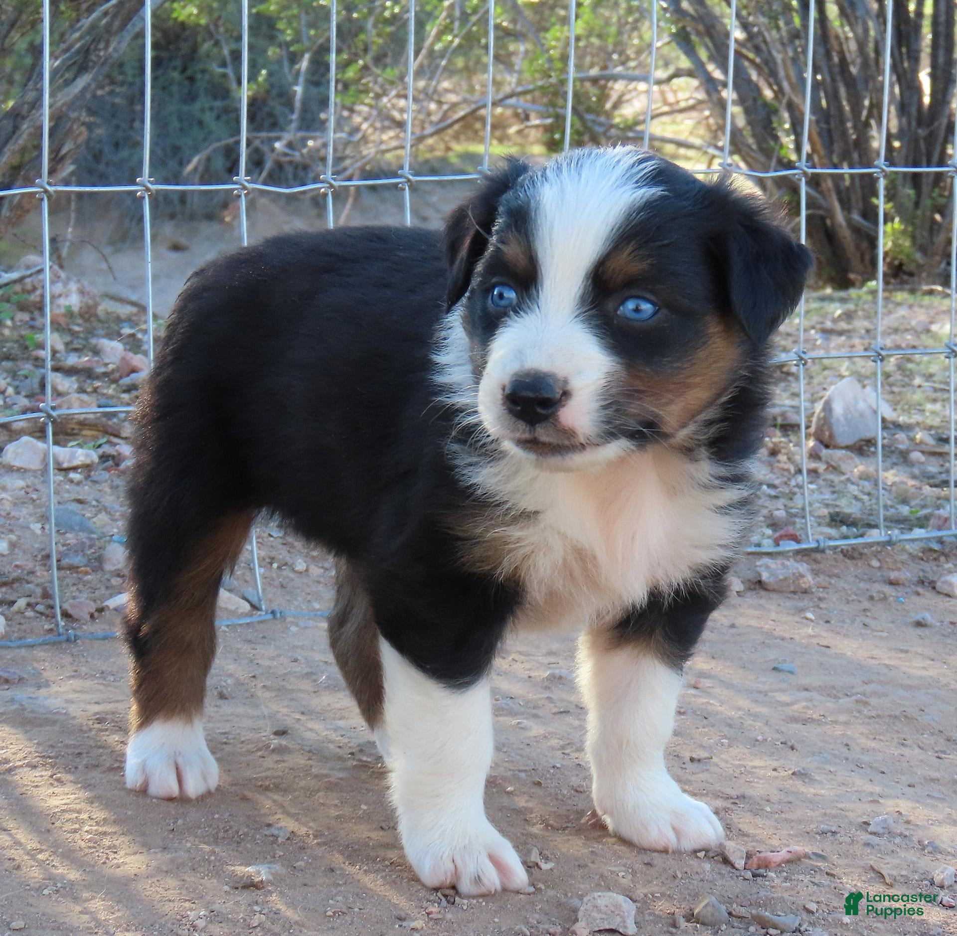 Australian Shepherd dogs Black tri female with blue eyes - Ad 2