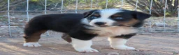 Australian Shepherd dogs for sale: Black tri female with blue eyes - Ad 2