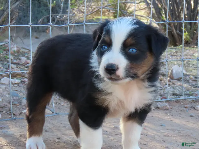 Australian Shepherd dogs for sale: Black tri female with blue eyes - Ad 2