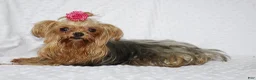 Yorkshire Terrier dogs for sale: Macy - Ad 5