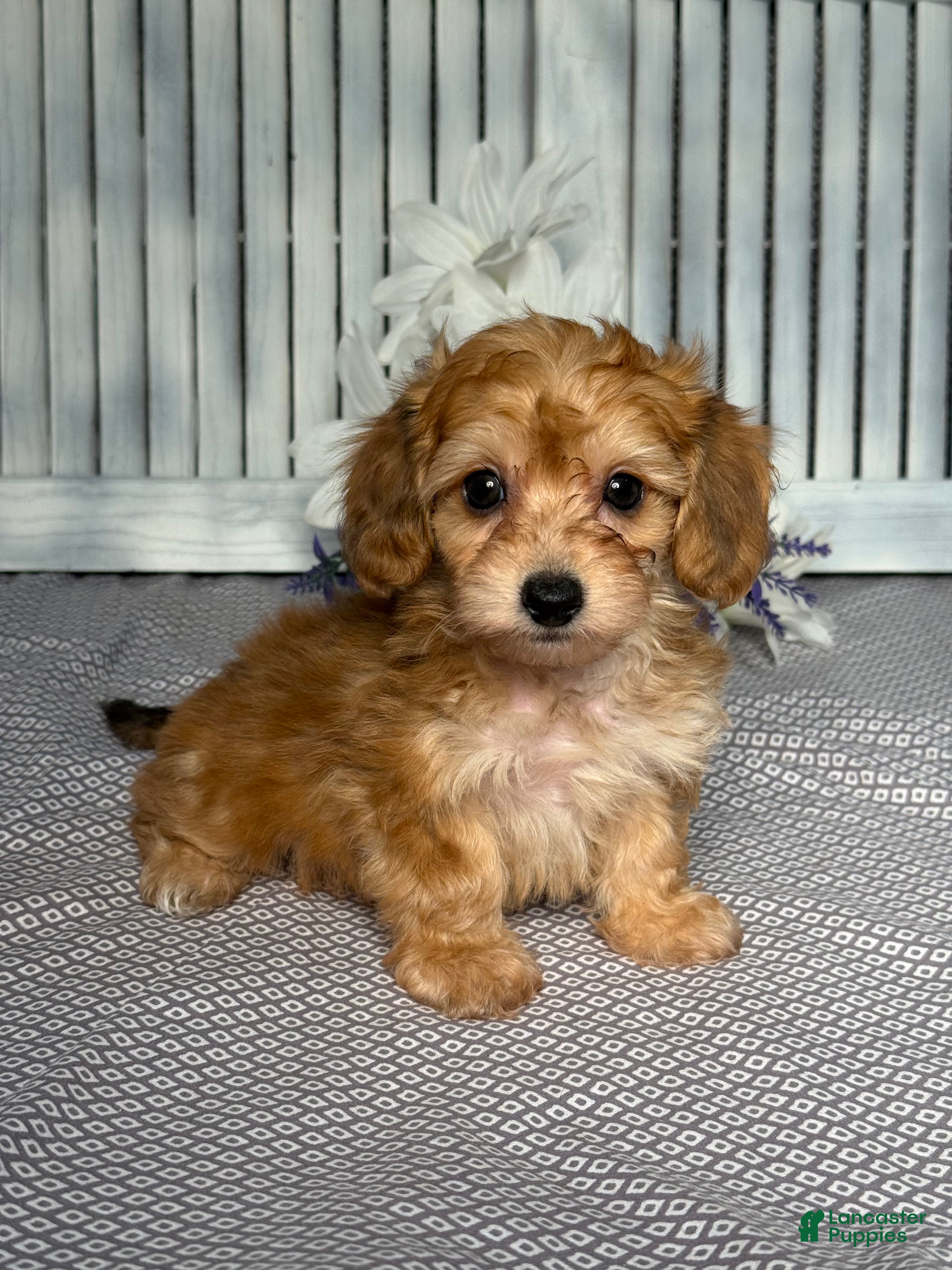 Mixed Breed dogs for sale: Diego - Ad 2