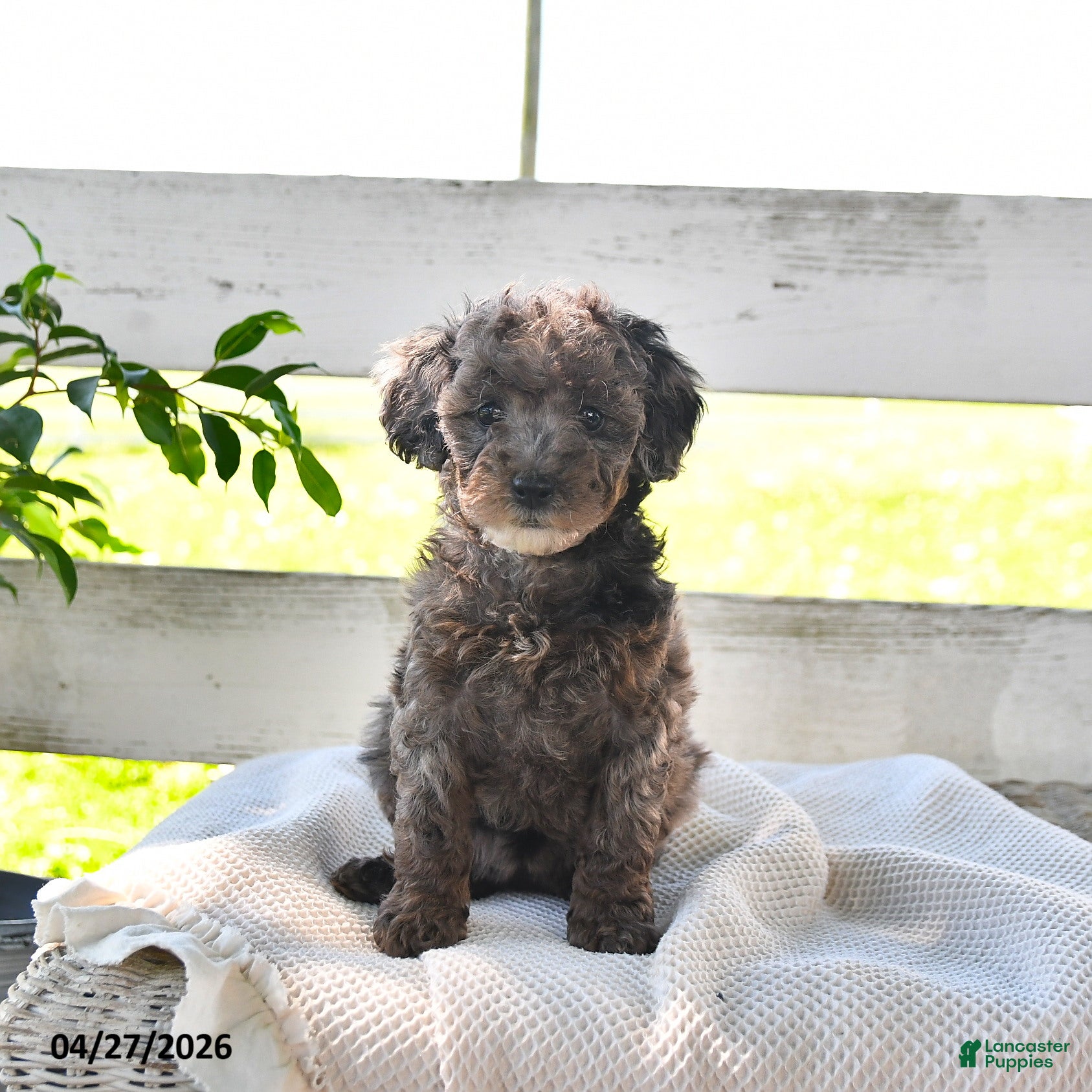 Miniature Poodle dogs Bertha - Ad 1