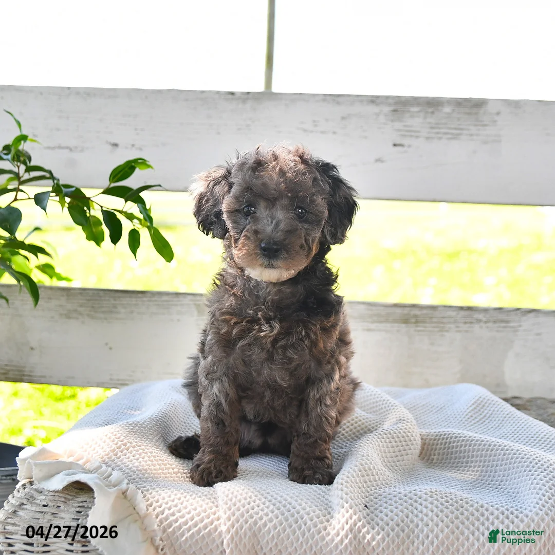 Miniature Poodle dogs for sale: Bertha - Ad 3