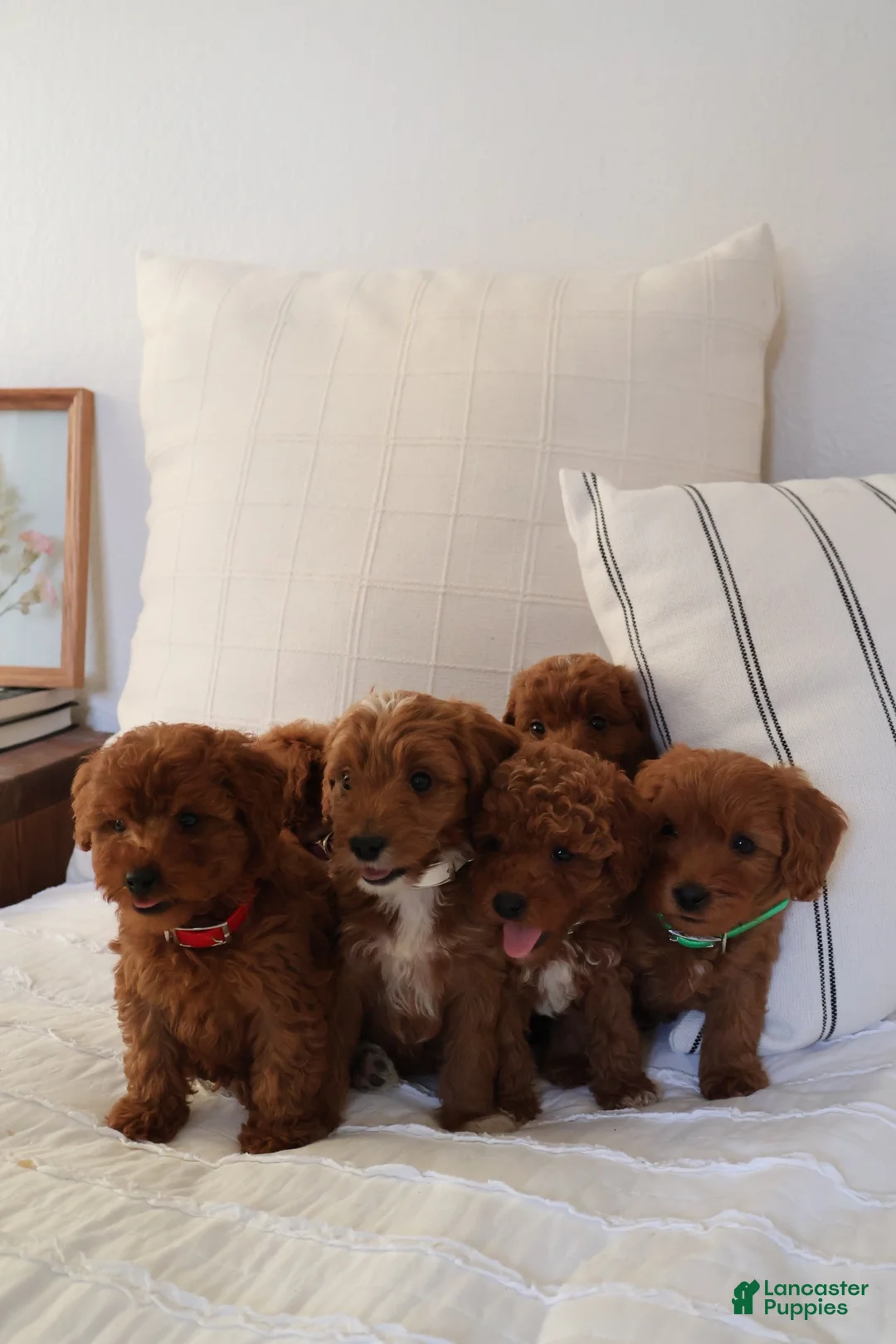 Mini Goldendoodle dogs for sale: Miley  - Ad 5