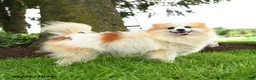 Pomeranian dogs for sale: Gouda - Ad 6
