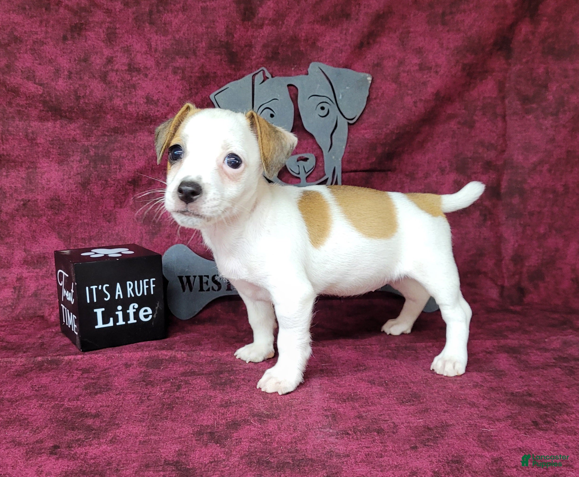 Jack Russell Terrier dogs Jinx purebred JRT - Ad 1