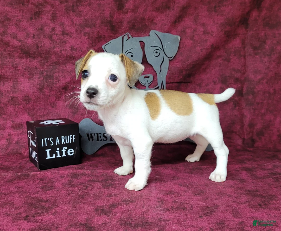 Jack Russell Terrier dogs for sale: Jinx purebred JRT - Ad 1