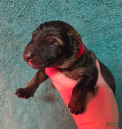 German Shepherd dogs Red Collar Boy - Ad 42