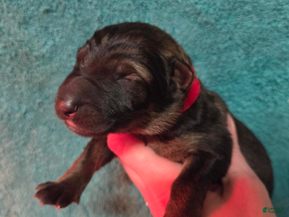 German Shepherd dogs Red Collar Boy - Ad 42