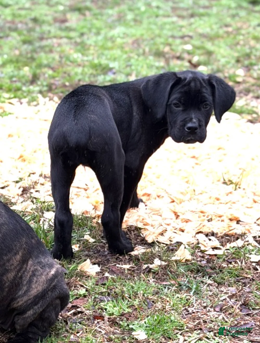 Cane Corso dogs for sale: Willow - Ad 2