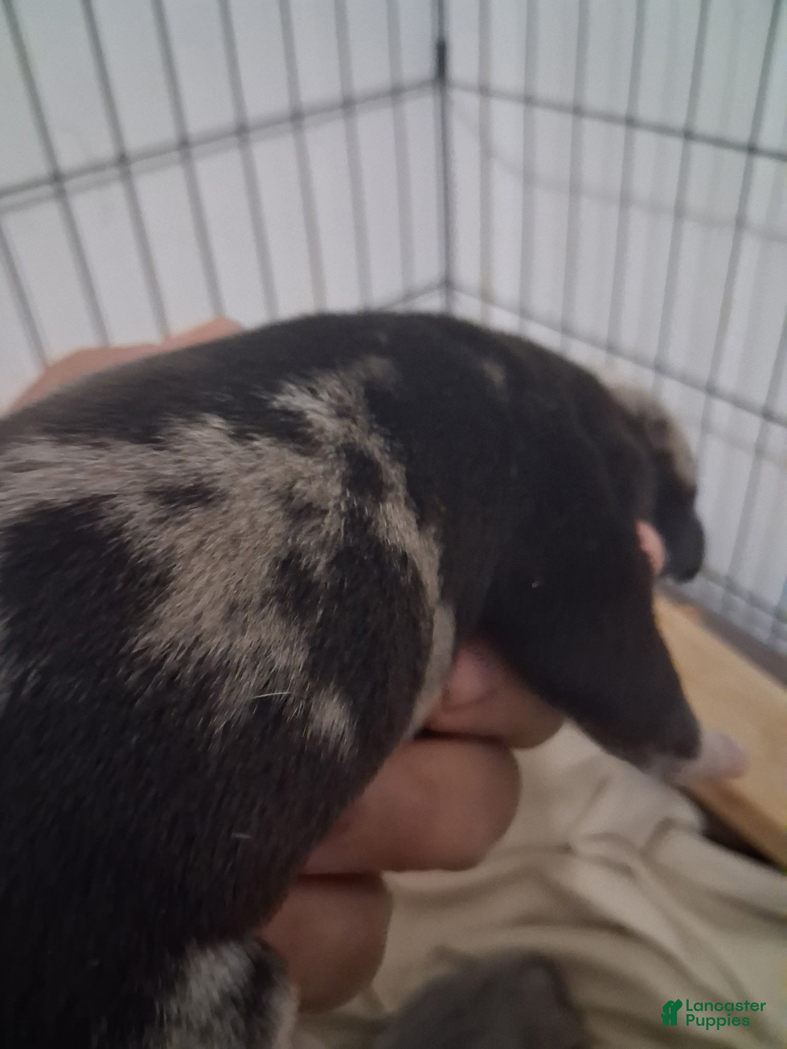 Cane Corso dogs for sale: Cookies and Cream - Ad 2