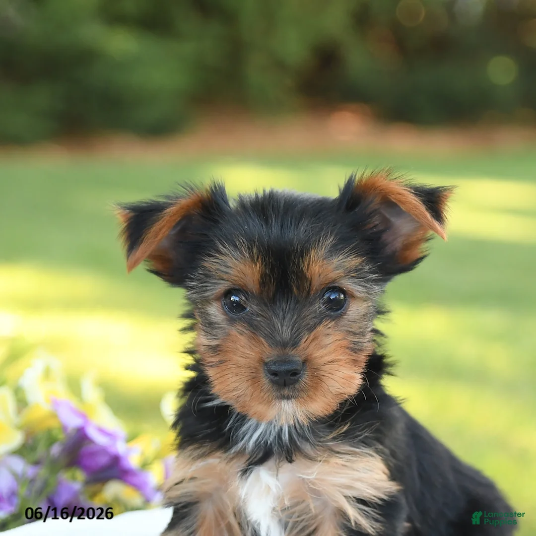 Yorkshire Terrier dogs for sale: Daffodil - Ad 5
