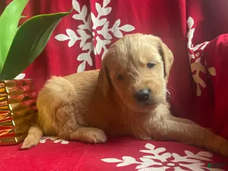 Goldendoodle dogs Goldendoodle Puppy 8 - Ad 7