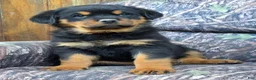 Rottweiler dogs for sale: Bryson - Ad 3