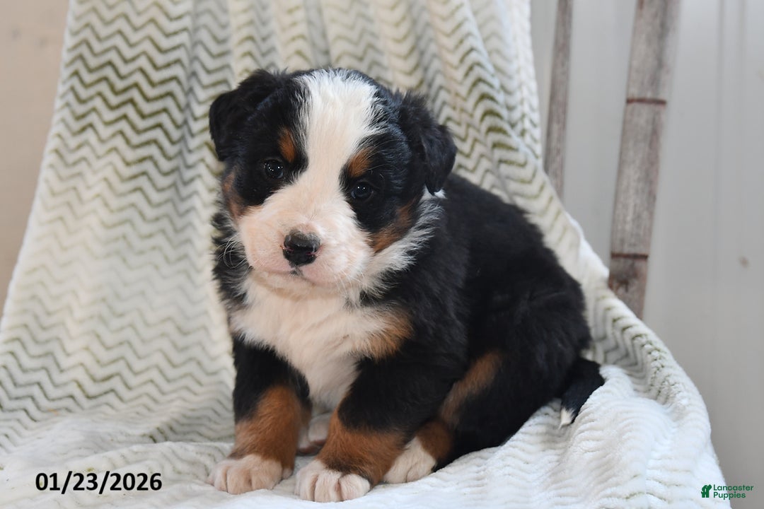 Bernese Mountain Dog dogs for sale: Asher - Ad 3