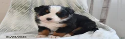 Bernese Mountain Dog dogs for sale: Asher - Ad 3
