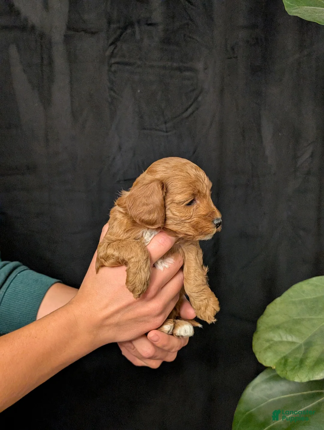 Cavapoo dogs for sale: Storm - Ad 5