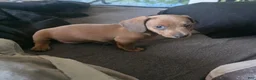 Miniature Dachshund dogs for sale: Miniature Dachshund 1 - Ad 2
