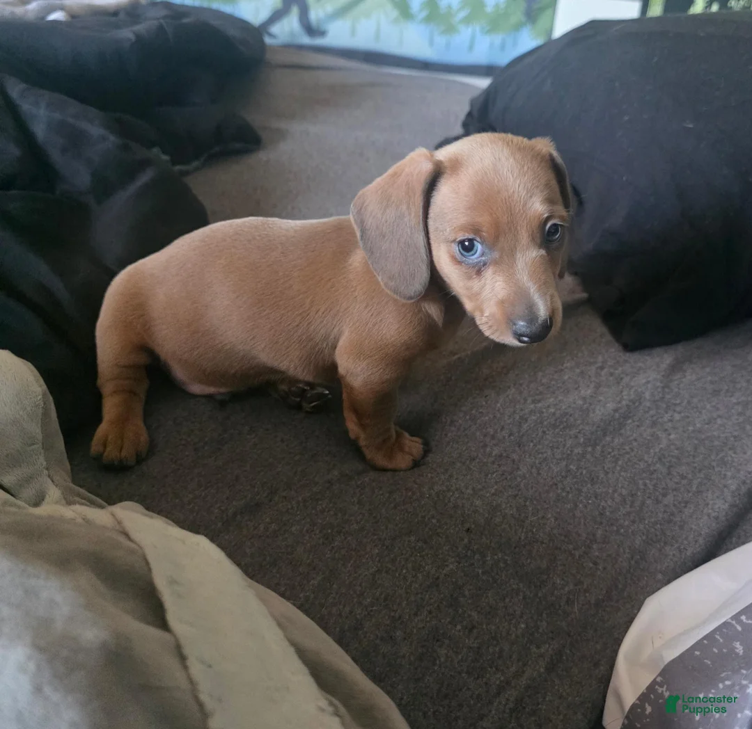 Miniature Dachshund dogs for sale: Miniature Dachshund 1 - Ad 2