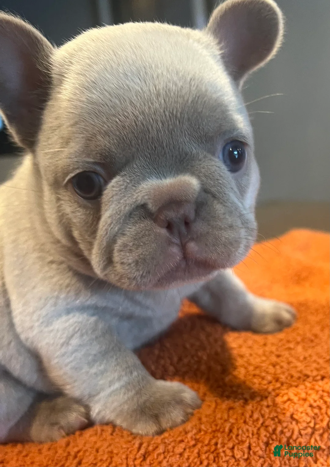 French Bulldog dogs for sale: Pink_M_2026 - Ad 1