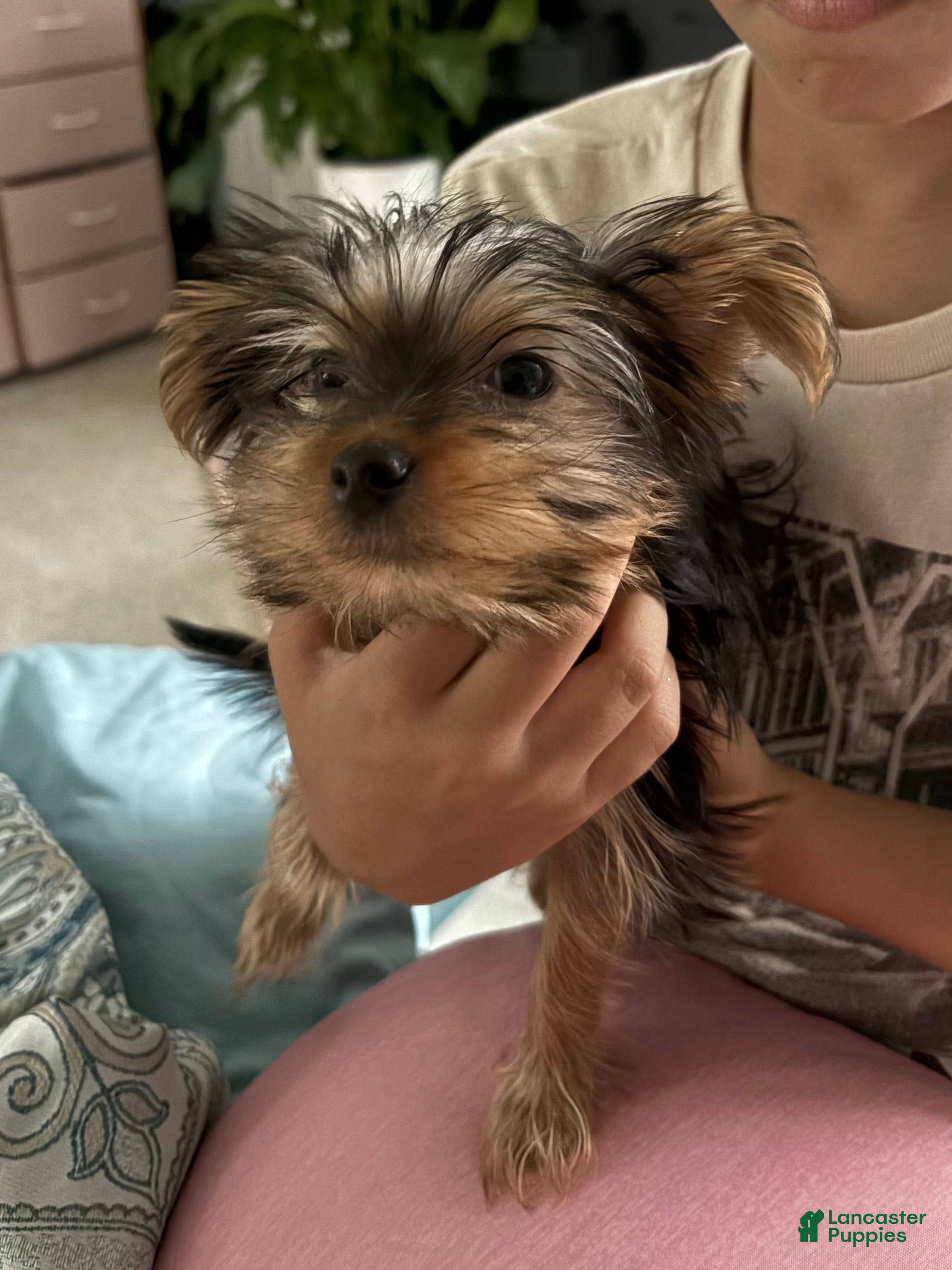 Yorkshire Terrier dogs Smores - Ad 34