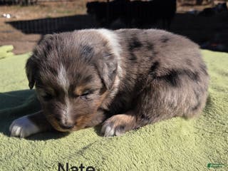 Australian Shepherd dogs Nate - Ad 9