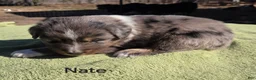 Australian Shepherd dogs for sale: Nate - Ad 1