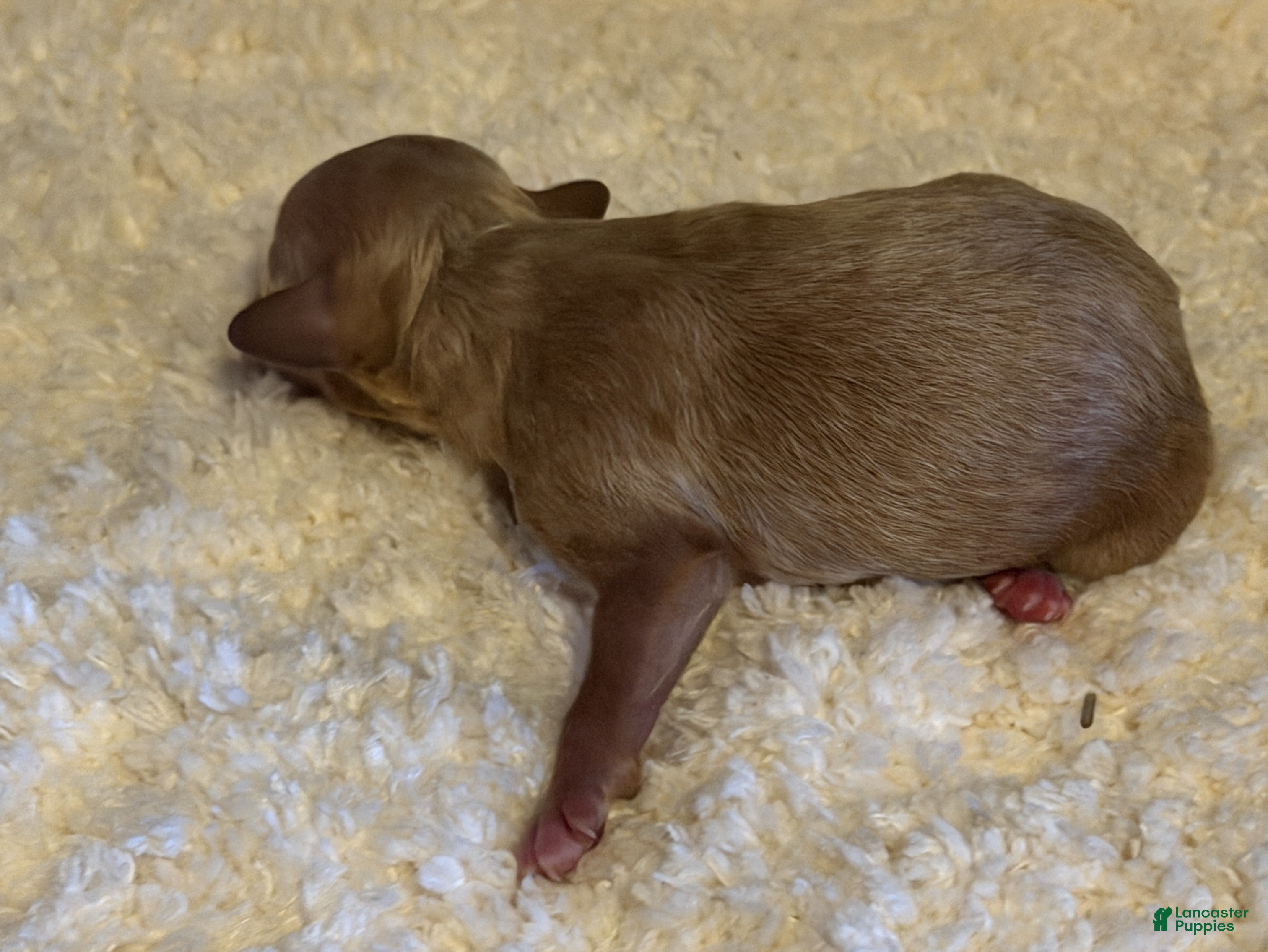 Miniature Poodle dogs Miniature Poodle 1 - Ad 8
